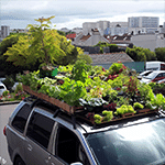 Voiture avec un potager sur le toit, poisson d'avril