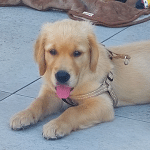Alcy, chiot golden retriever, nouvelle mascotte de l'équipe Infotrafic