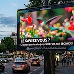 Écran d'affichage dynamique en ville affichant un colibri et l'anecdote du jour